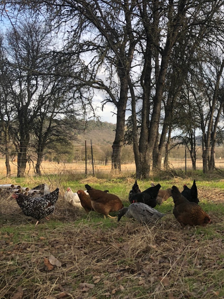 a flock of free range hens and a duck wander the farmstead looking for bugs to eat. They make tasty eggs that we offer to our guests at our vacation rental and we sell them for $8 a dozen. 