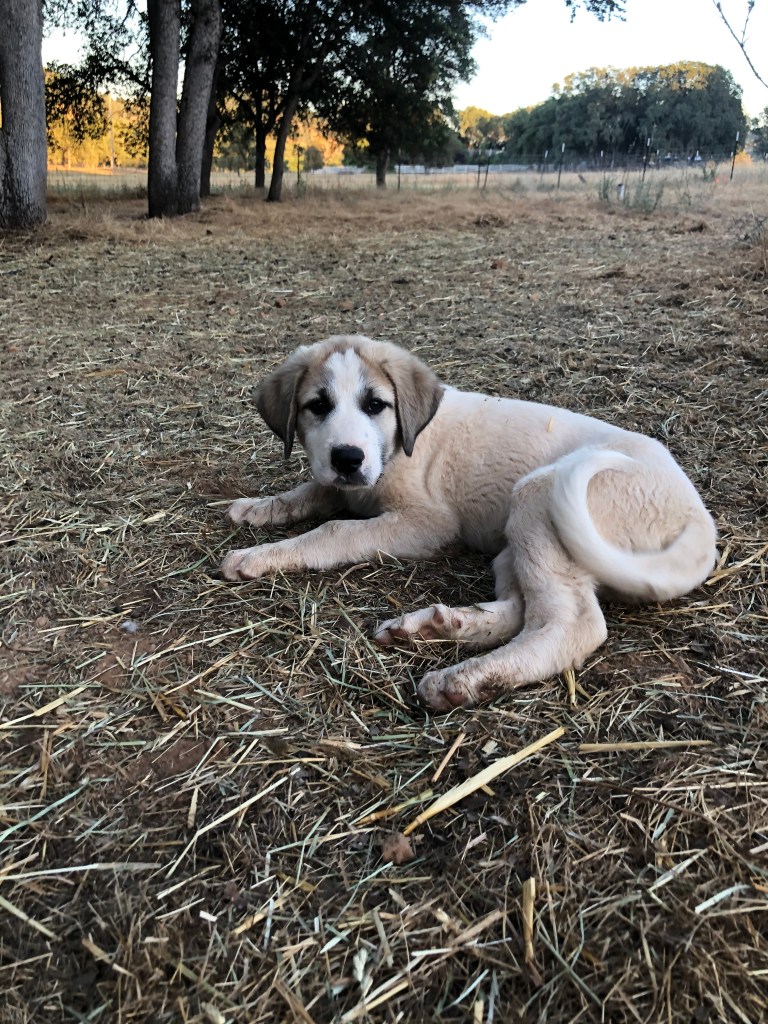 Cu the livestock guardian dog lies down in the farm yard watching over his flock of sheep. He's 16 weeks old in this photo, so just a baby. 